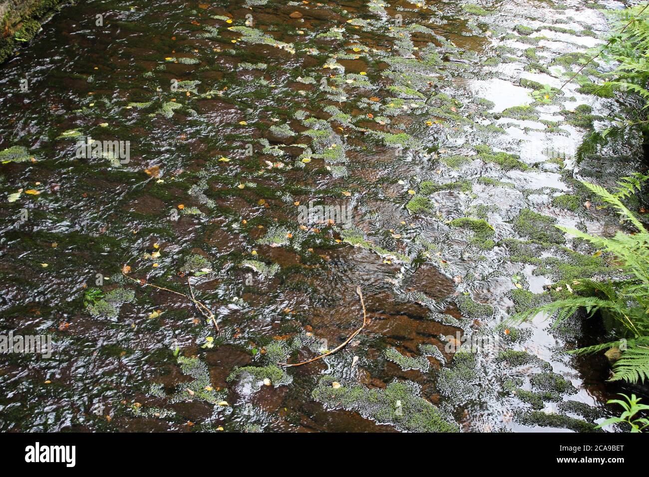 Moosflecken auf Steinen im überwucherten Kalkstein Brook River/Stream in Anglezarke, Chorley, England Stockfoto