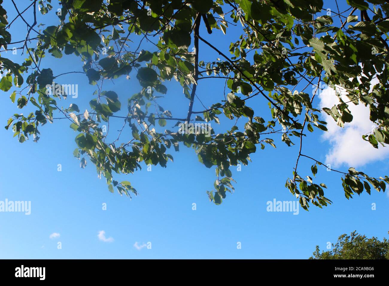 Baum Blätter von unten weht im Wind an einem klaren, sonnigen Tag in Manchester, England Stockfoto