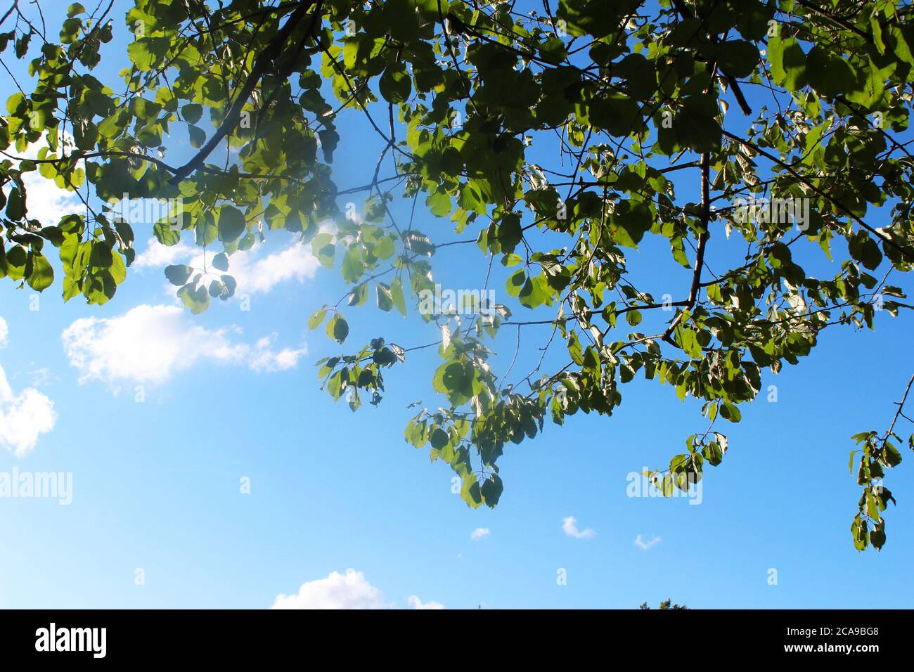 Baum Blätter von unten weht im Wind an einem klaren, sonnigen Tag in Manchester, England Stockfoto
