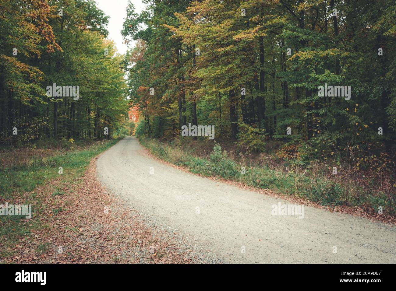Eine Schotterstraße, eine Kurve im Herbstwald Stockfoto