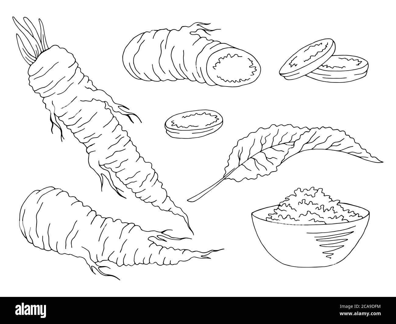 Meerrettich Grafik Set schwarz weiß isoliert Illustration Vektor Stock Vektor