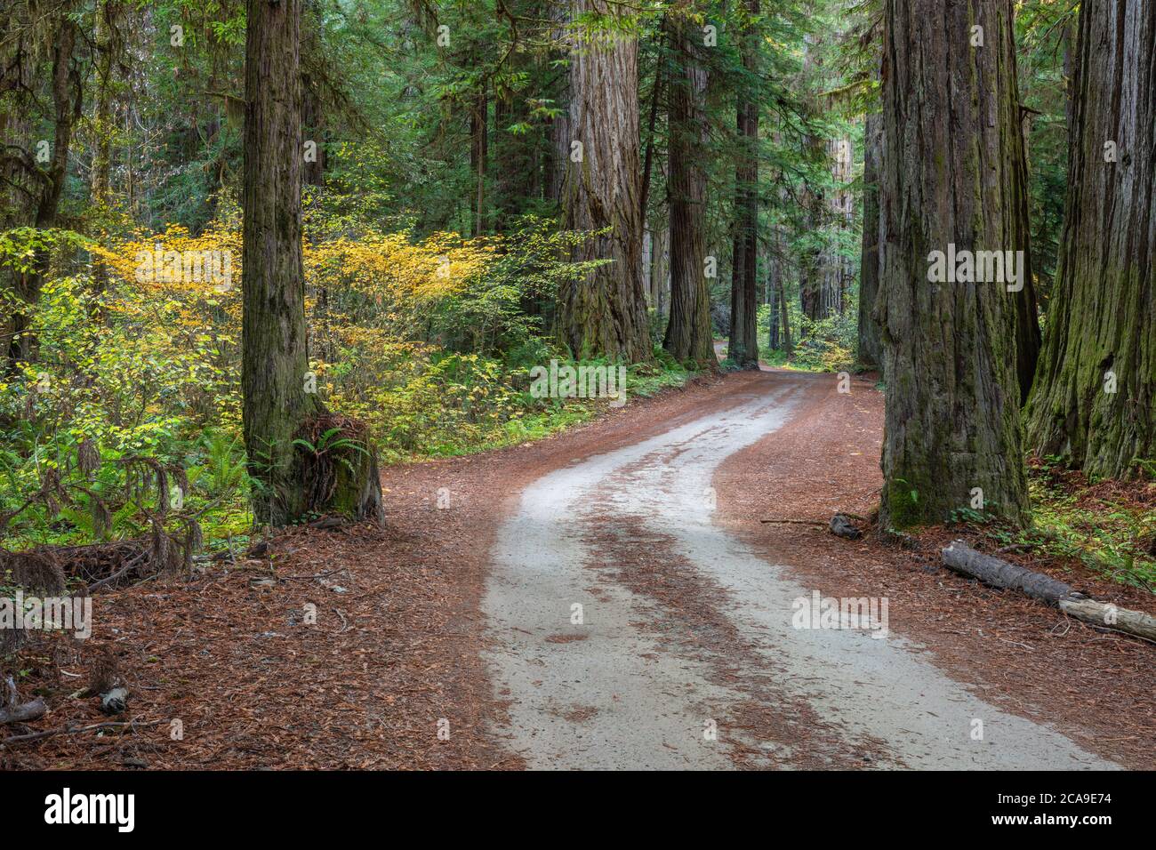 Mammutbäume entlang der Howland Hill Road, Jedediah Smith Redwoods State Park, Kalifornien Stockfoto