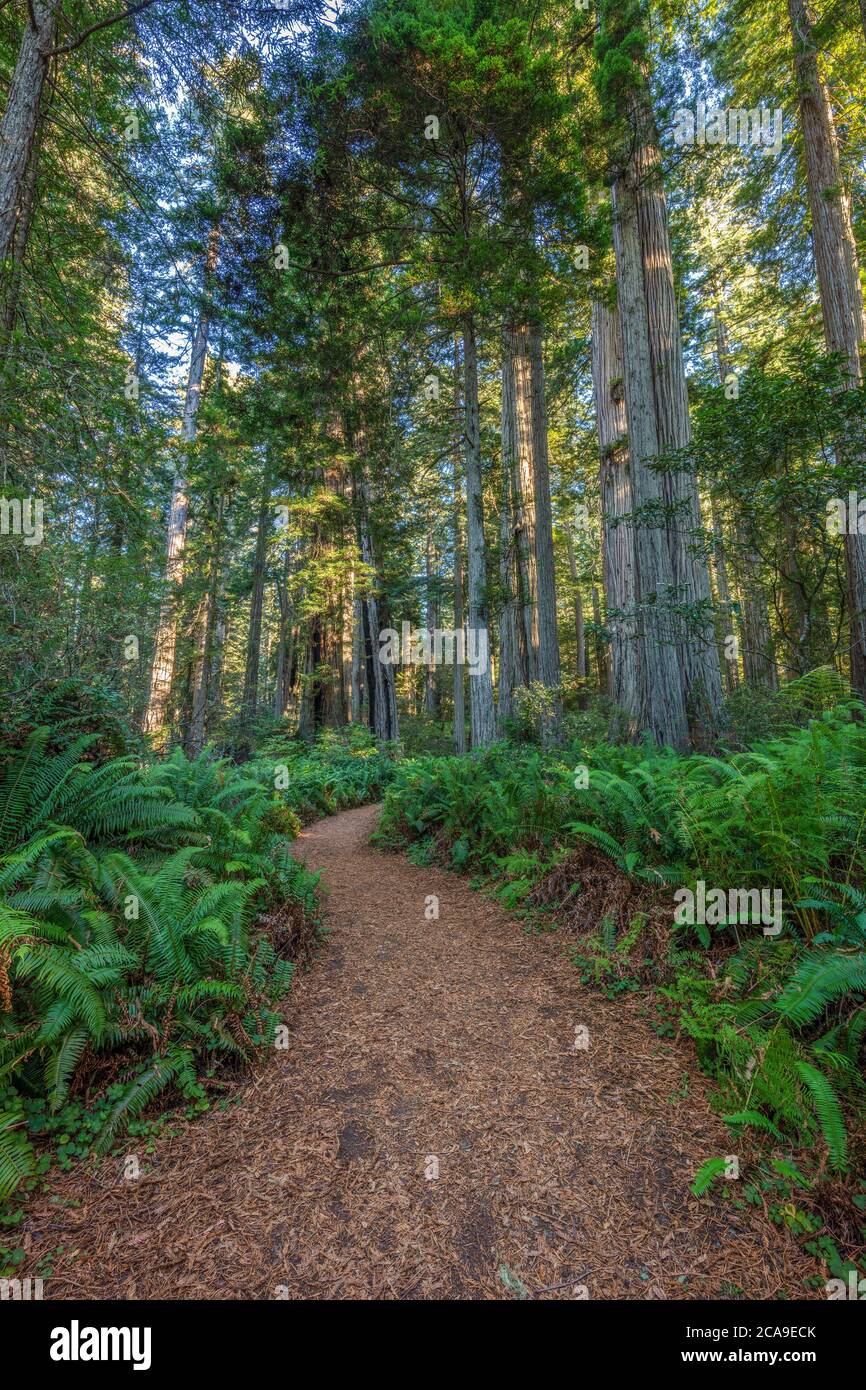 Ferngesäumter Wanderweg, Lady Bird Johnson Grove, Redwood National Park, Kalifornien Stockfoto