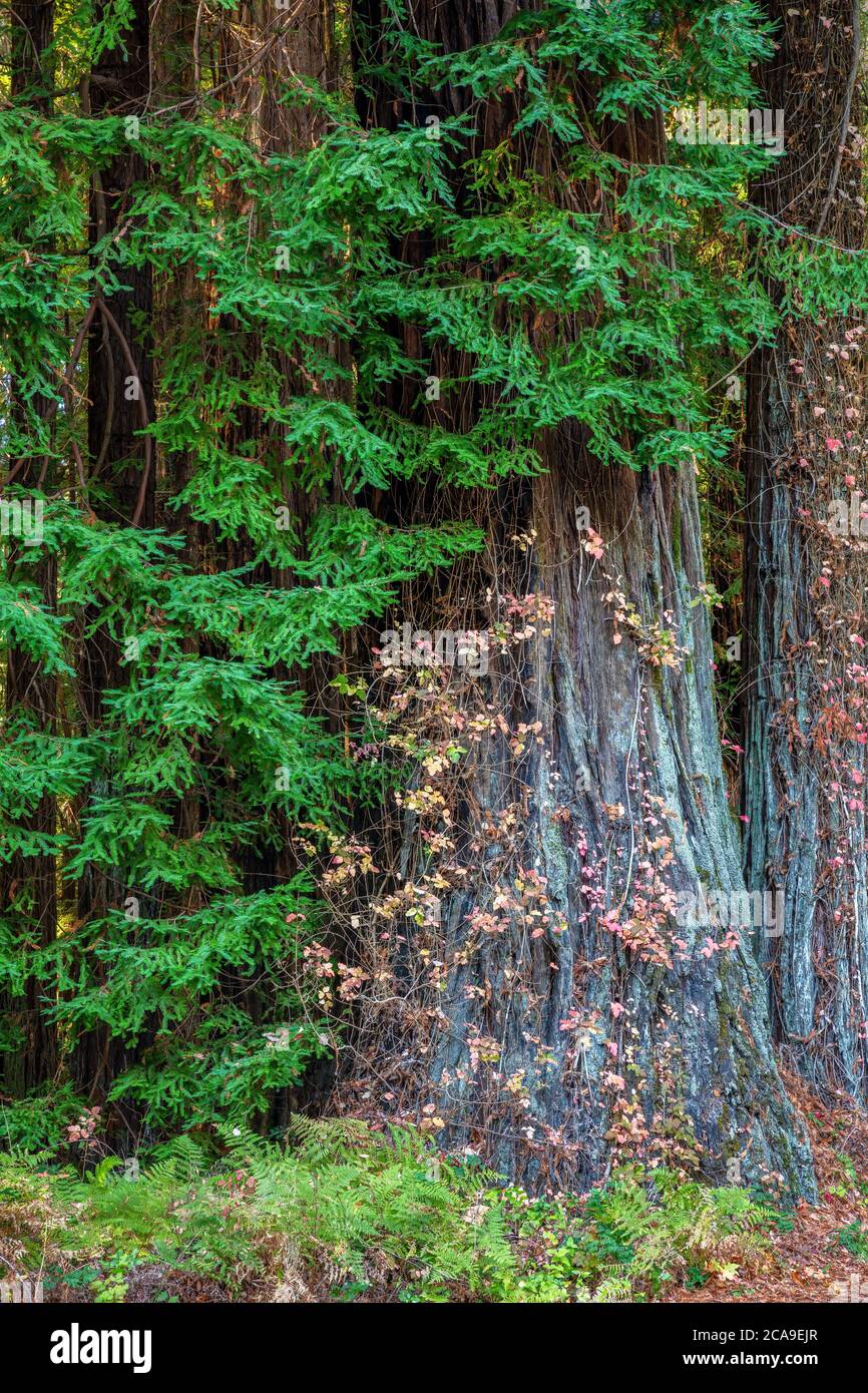 Coast Redwood Trunk, Humboldt Redwoods State Park, Kalifornien Stockfoto