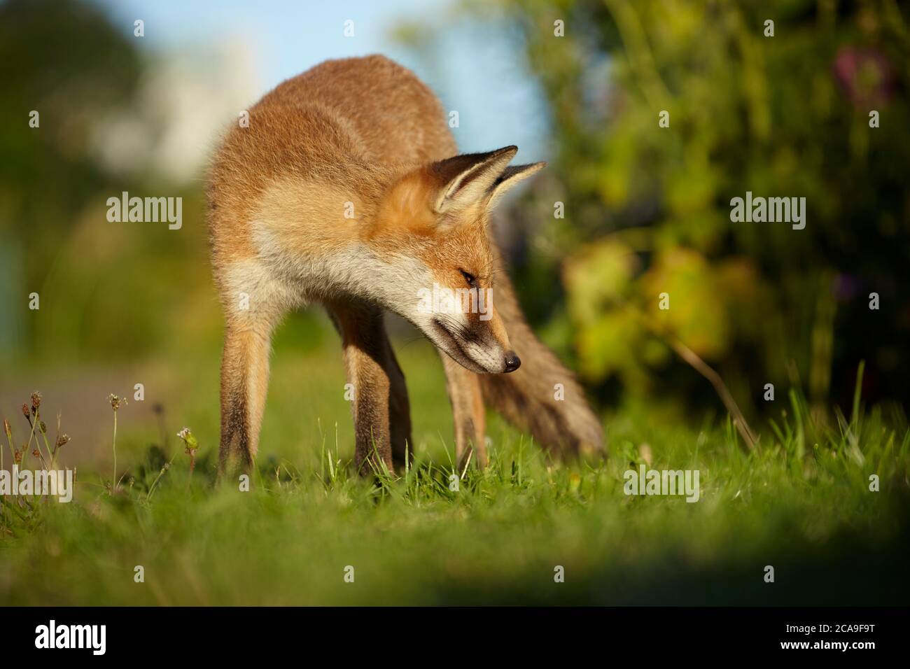 Urban Fox Standing, Finchley, London, Großbritannien Stockfoto