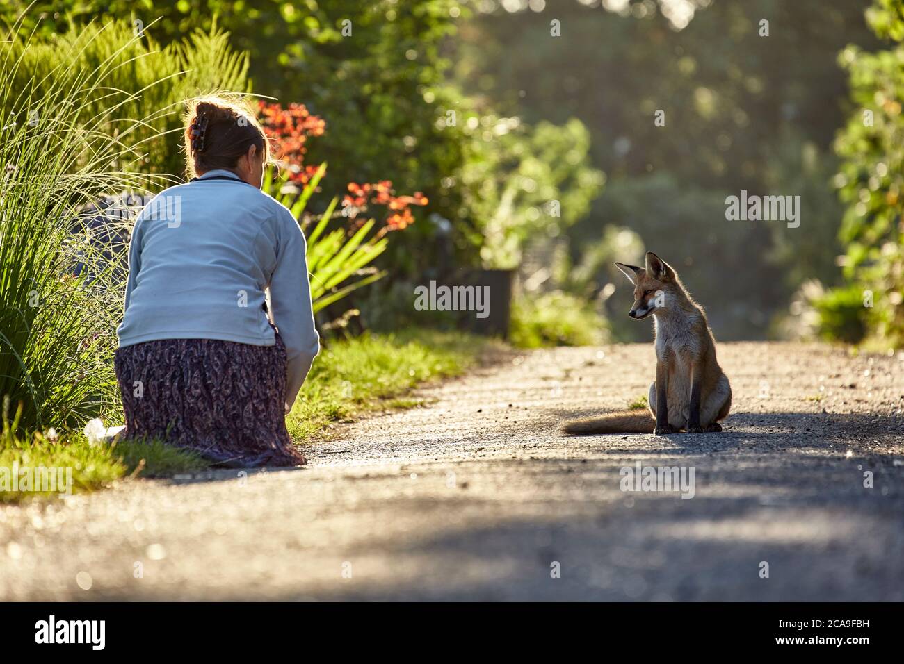 Frau mit einem freundlichen Stadtfuchs in Finchley, London, Großbritannien Stockfoto