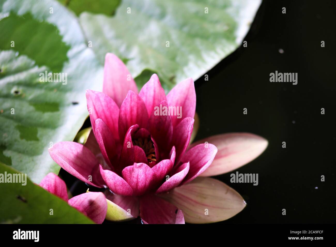 Nahaufnahme einer rosa Seerose mit grünem Blatt Stockfoto