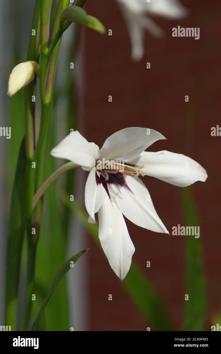 Acidanthera murielae, ein Mitglied der Gladiolus-Familie Stockfoto