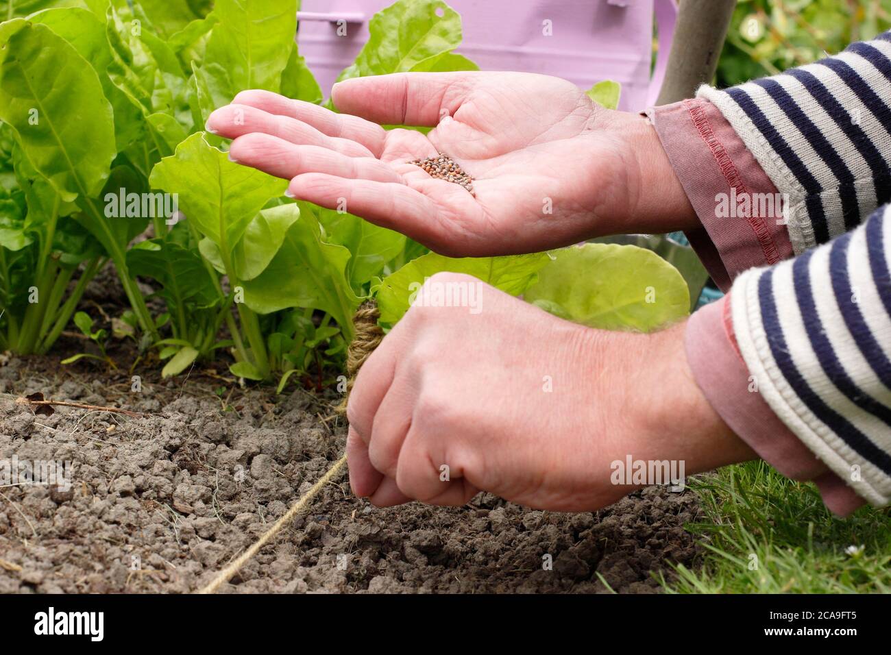 Raphanus sativus 'Scarlet Globe'. Aussaat von Rettichsamen von Hand in einem Gemüsegarten. VEREINIGTES KÖNIGREICH Stockfoto