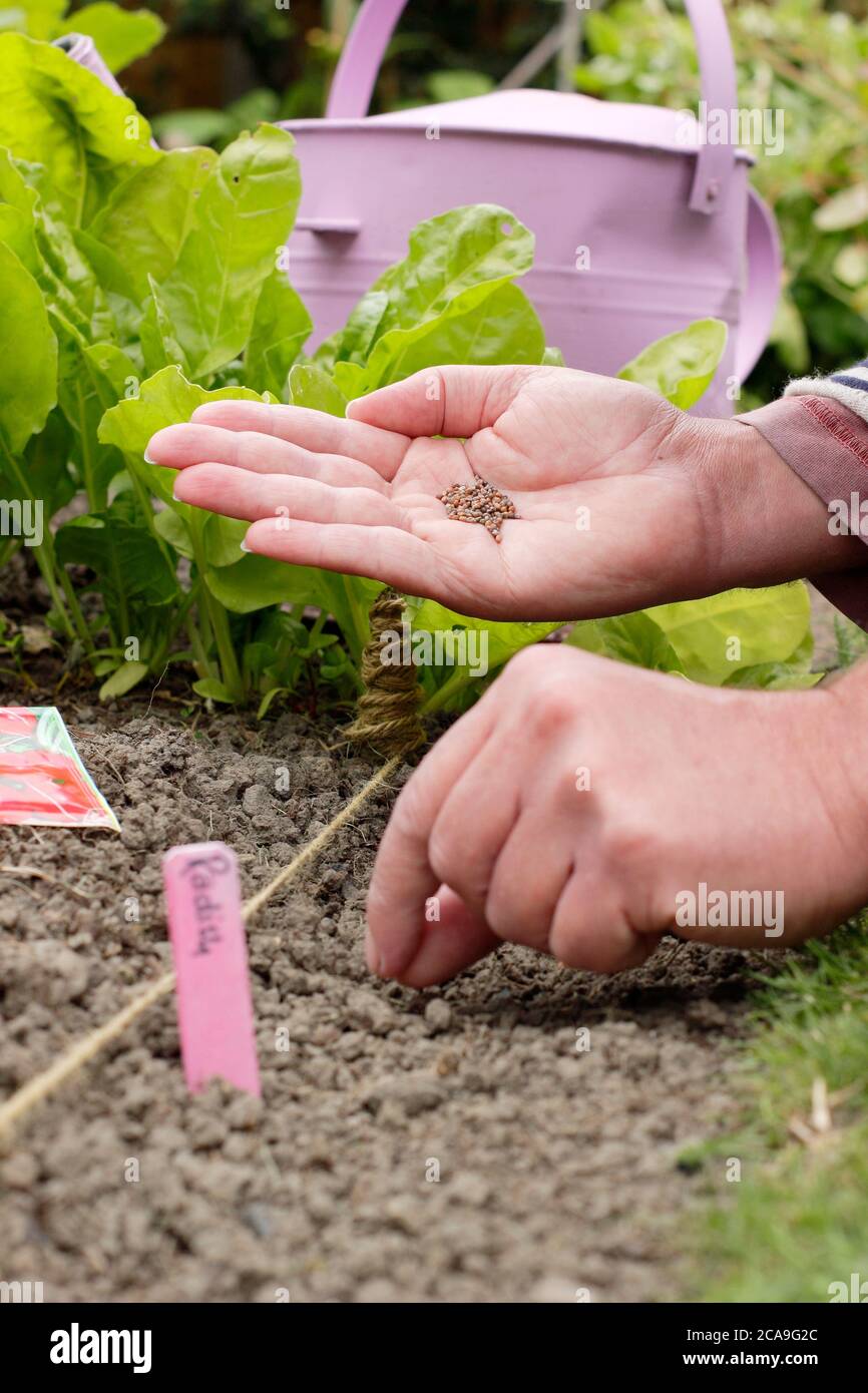 Raphanus sativus 'Scarlet Globe'. Aussaat von Rettichsamen von Hand in einem Gemüsegarten. VEREINIGTES KÖNIGREICH Stockfoto