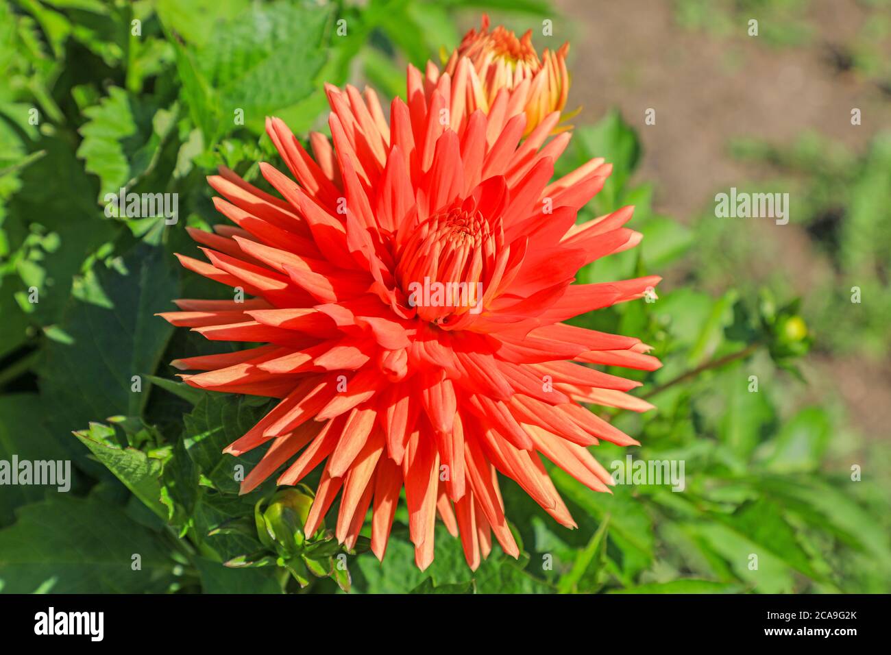 Nahaufnahme eines roten Blütenkopfes einer Dahlia 'Cleo Laine' in der National Dahlia Collection, Penzance, Cornwall, England Stockfoto