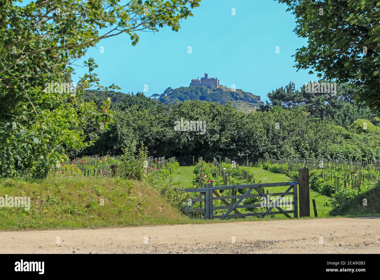 Das Dahlia-Anbaugebiet mit St. Michael's Mount im Hintergrund bei der National Dahlia Collection, Penzance, Cornwall, England Stockfoto