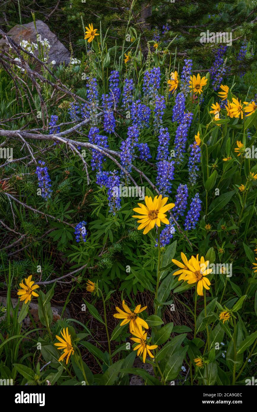 Bunte Wildblumen, Albion Basin, Wasatch Mountains, Alta, Utah Stockfoto