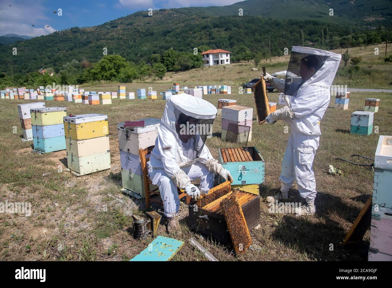 Florina, Griechenland - 10. Juli 2020: Imker, die in einem Gebiet von Florina in Nordgriechenland Honig sammeln. Biologische Bienenzucht Stockfoto