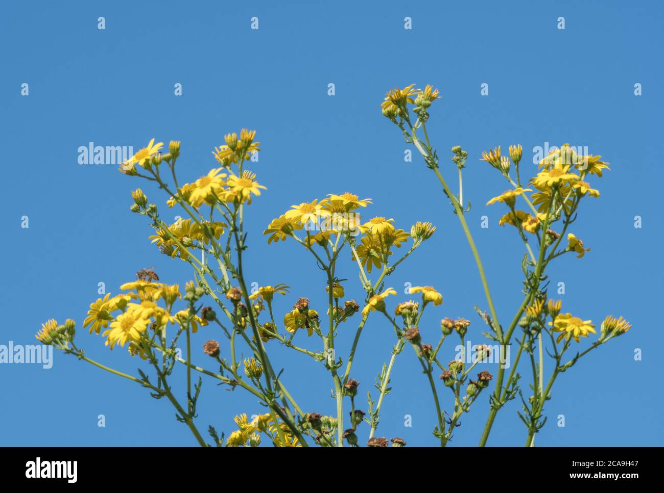 Blauer Himmel und gelbe Blüten der Gemeinen Ragwort / jacobaea vulgaris syn Senecio jacobaea der Asteraceae. Eine schädliche landwirtschaftliche Unkraut nach Unkraut Gesetz. Stockfoto