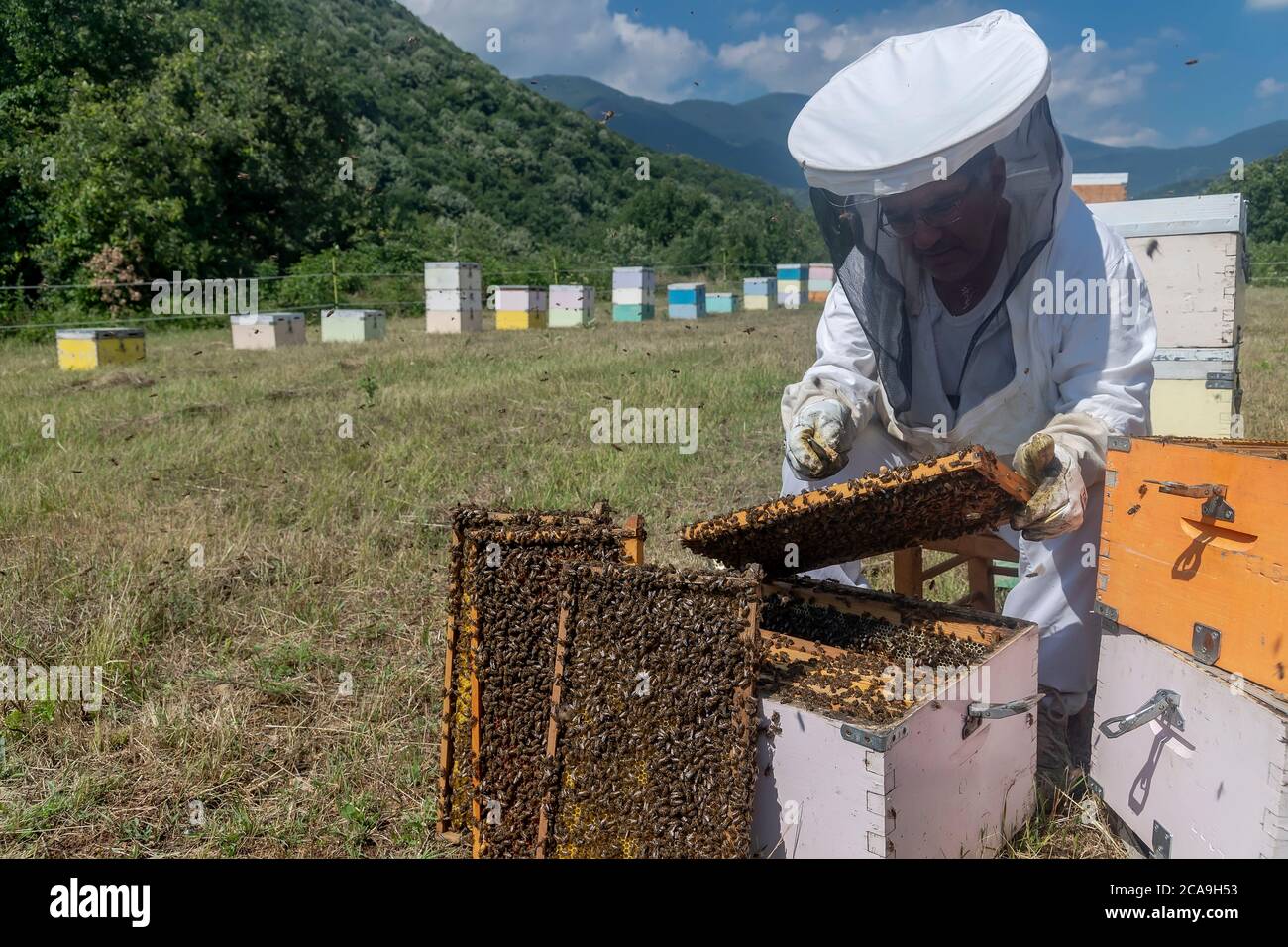 Florina, Griechenland - 10. Juli 2020: Imker, die in einem Gebiet von Florina in Nordgriechenland Honig sammeln. Biologische Bienenzucht Stockfoto