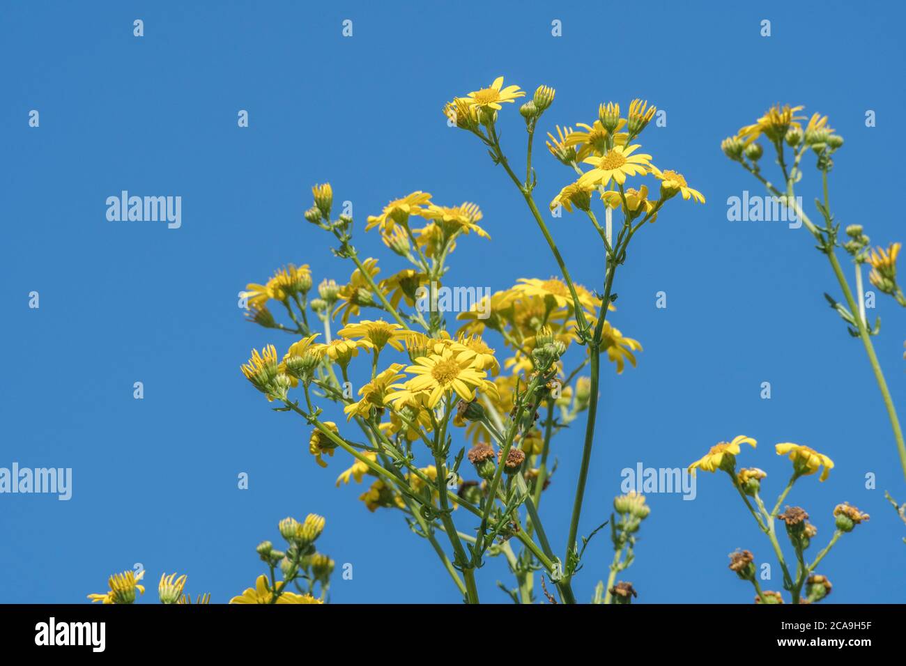 Blauer Himmel und gelbe Blüten der Gemeinen Ragwort / jacobaea vulgaris syn Senecio jacobaea der Asteraceae. Eine schädliche landwirtschaftliche Unkraut nach Unkraut Gesetz. Stockfoto
