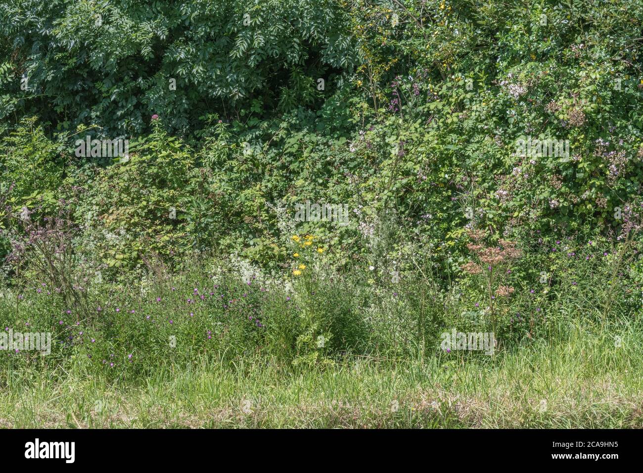 Brambles und eine Vielzahl von bunten britischen Straßenräutern in der Sommersonne. Stockfoto