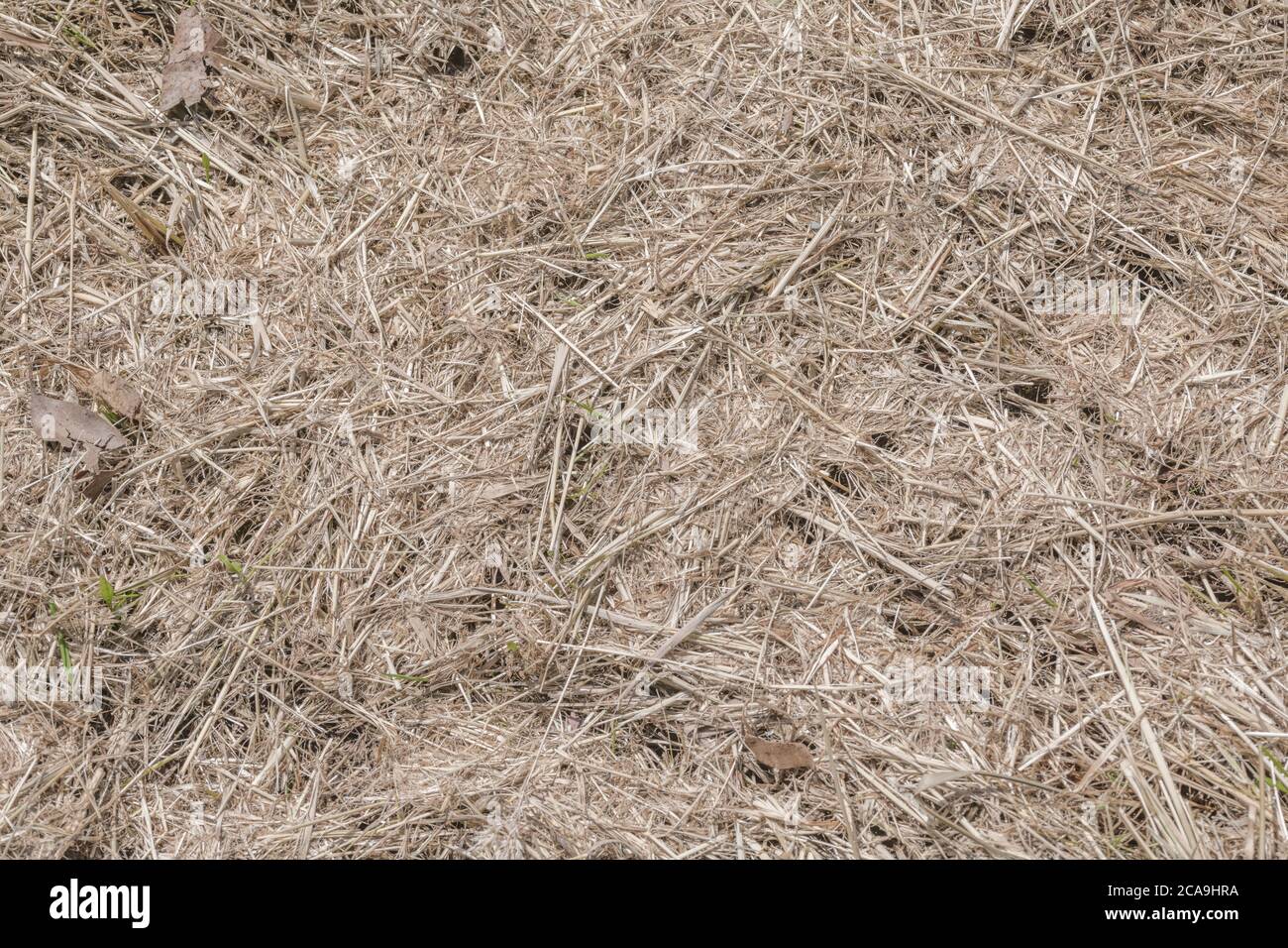 Lange Grasschnitt nach ländlichen Straßenrand Rand gemäht; die Ausschnitte bilden einen dicken Boden, der Mulch bedeckt. Stockfoto