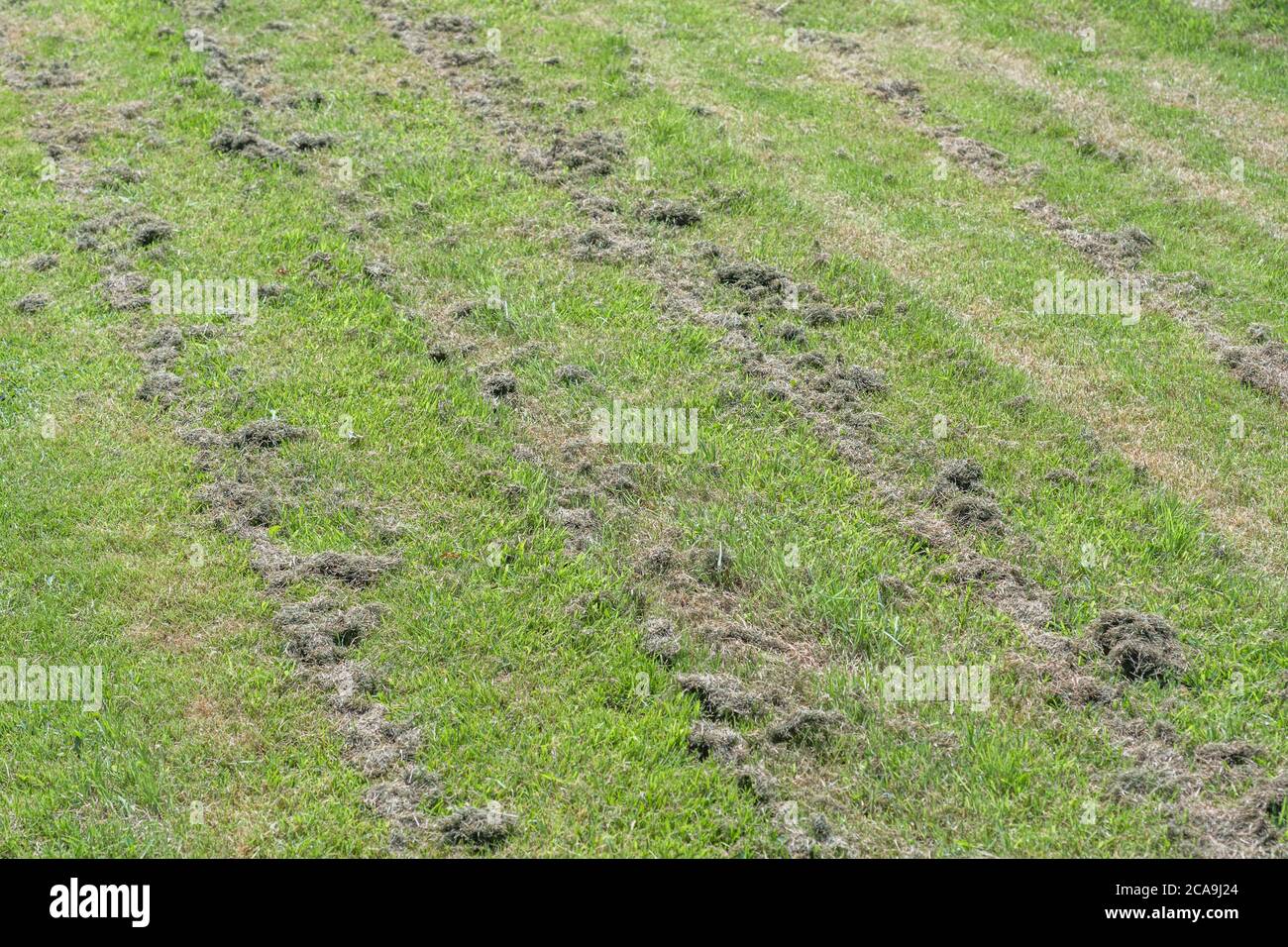 Gestreifte Rasenmähmuster mit Spuren des Grases Schneiden links aus, um zu trocknen. Rasen im Sommer Sonnenschein. Stockfoto