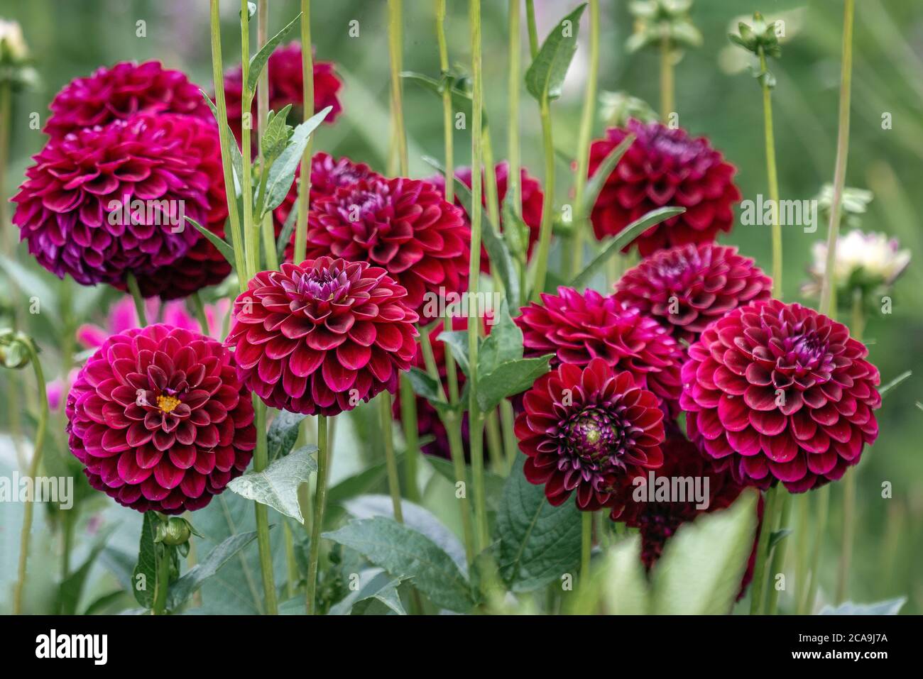 Lila Pompon Dahlien blüht in einem Sommer-Blumenbeet Stockfoto