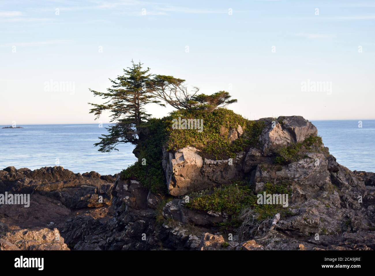 Ein einsamer Baum entlang des wilden pacific Trail, Ucluelet, British Columbia, Kanada Stockfoto