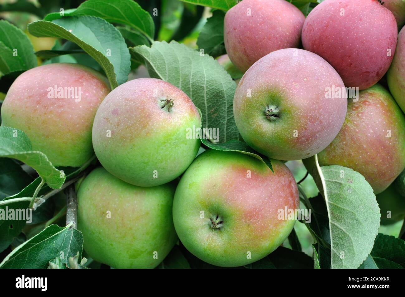 äpfel nahaufnahme -Fotos und -Bildmaterial in hoher Auflösung – Alamy