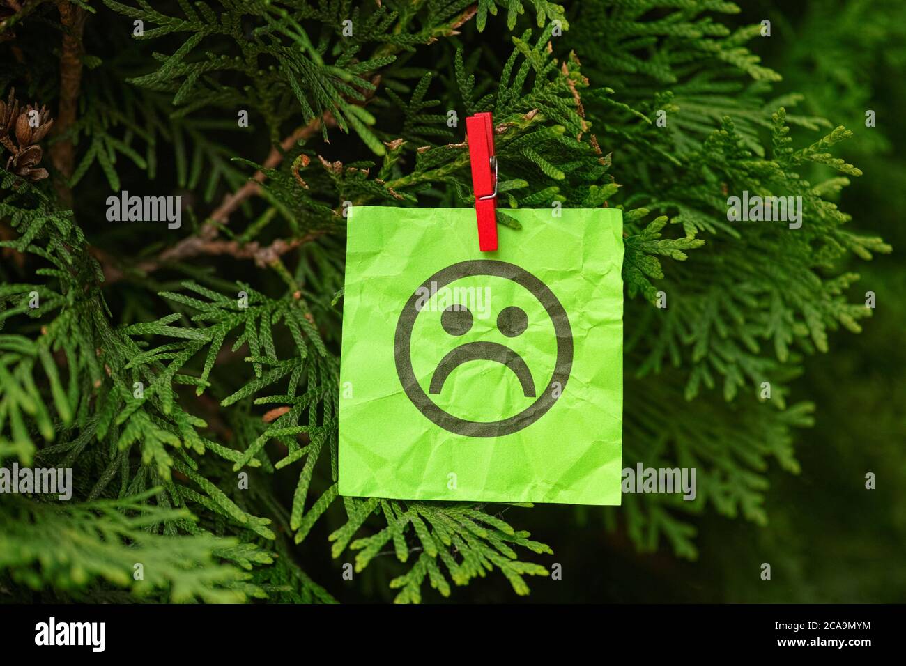 Grüne Papiernote mit einem traurigen Gesicht, das an einem Baum hängt. Nahaufnahme. Konzeptbild. Stockfoto