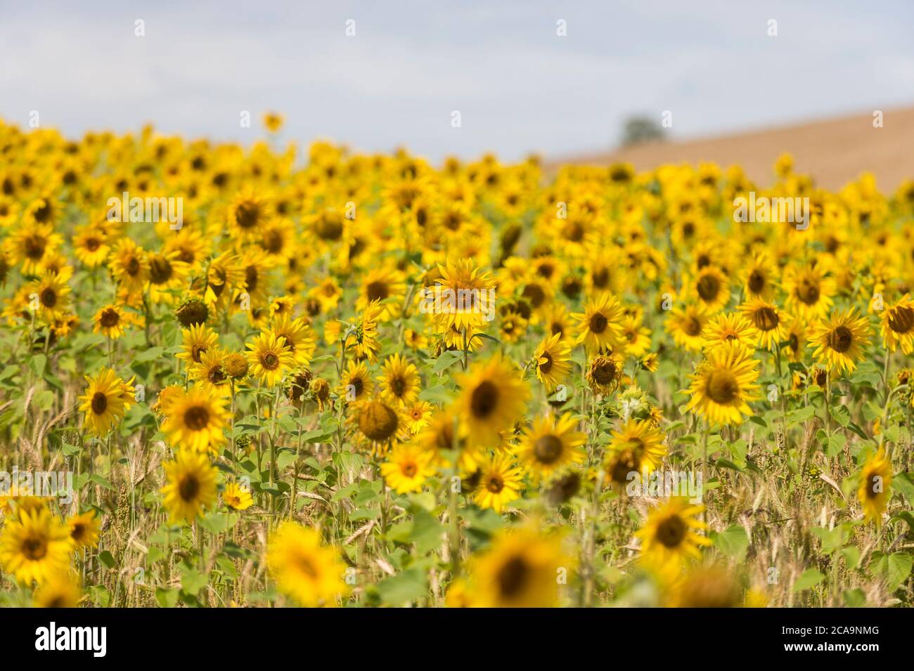 Chorleywood, Großbritannien. August 2020. UK Wetter: Sonnenblumen wachsen in einem Weizenfeld an einem warmen, sonnigen Tag, in der Nähe von Chorleywood in Hertfordshire. Die Prognose ist für viel Temperaturen über 30C bis zum Ende der Woche. Kredit: Stephen Chung / Alamy Live Nachrichten Stockfoto