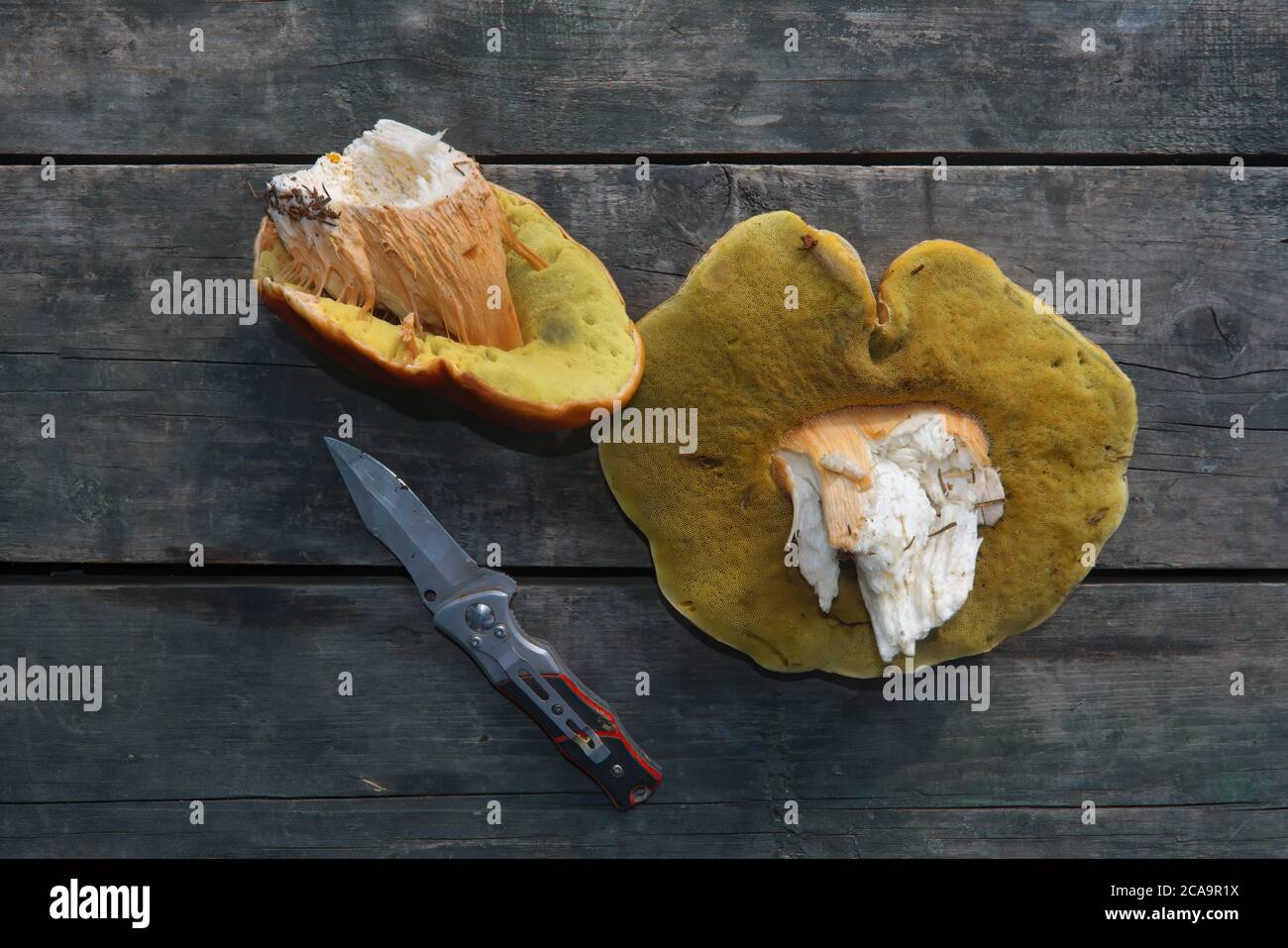 Boletus edulis Pilze auf alten hölzernen Hintergrund.Herbst Cep Pilze.Gourmet-Essen. Stockfoto