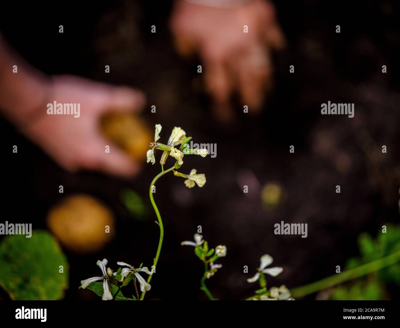 Nahaufnahme der verschwommenen Hände einer Frau beim Ernten von hausgemachten Kartoffeln im Bild Mit einer Korianderblume im Vordergrund Stockfoto