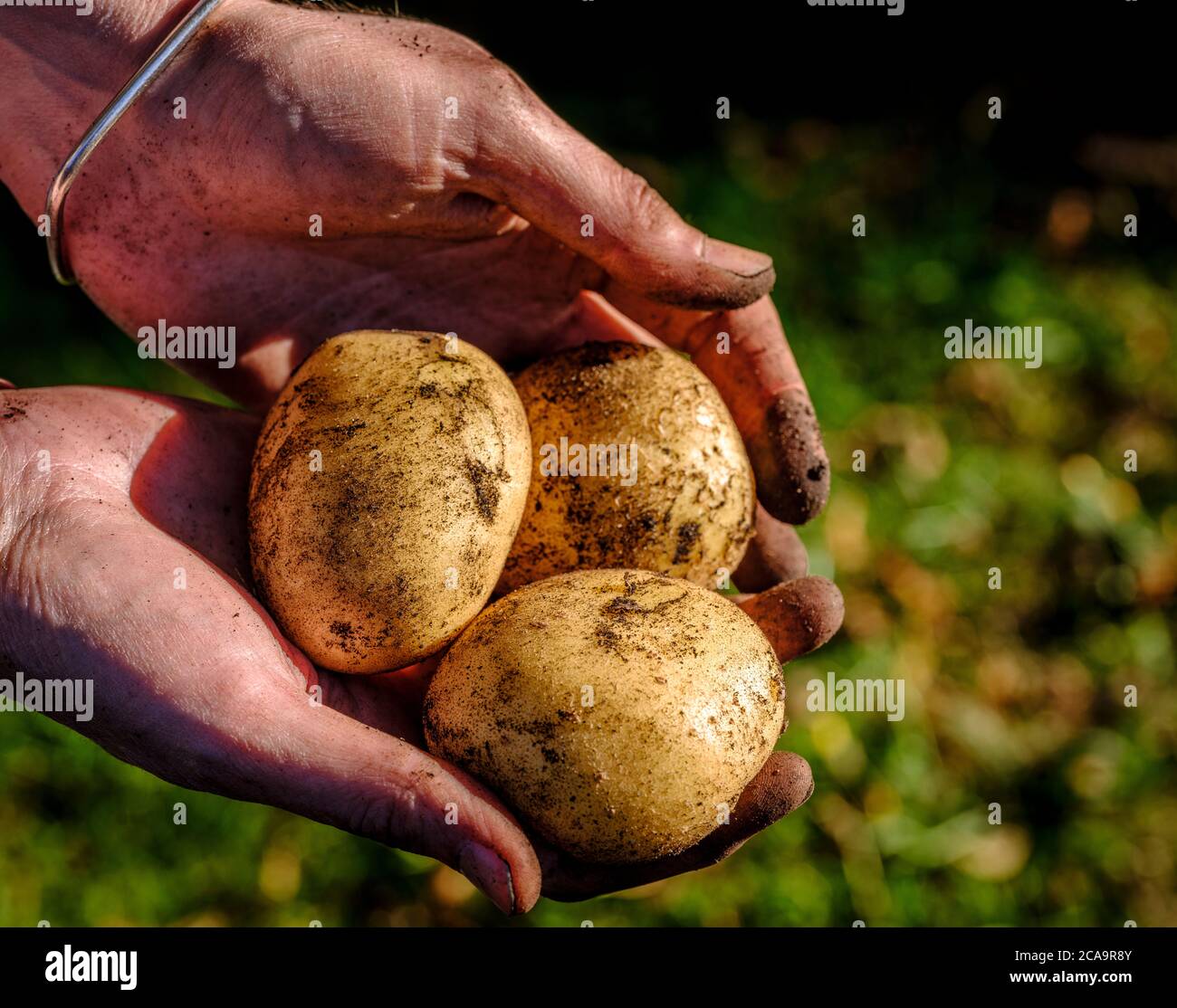 Nahaufnahme der Hände einer Frau, die im Sonnenschein hausgemachte Kartoffeln erntet. Stockfoto