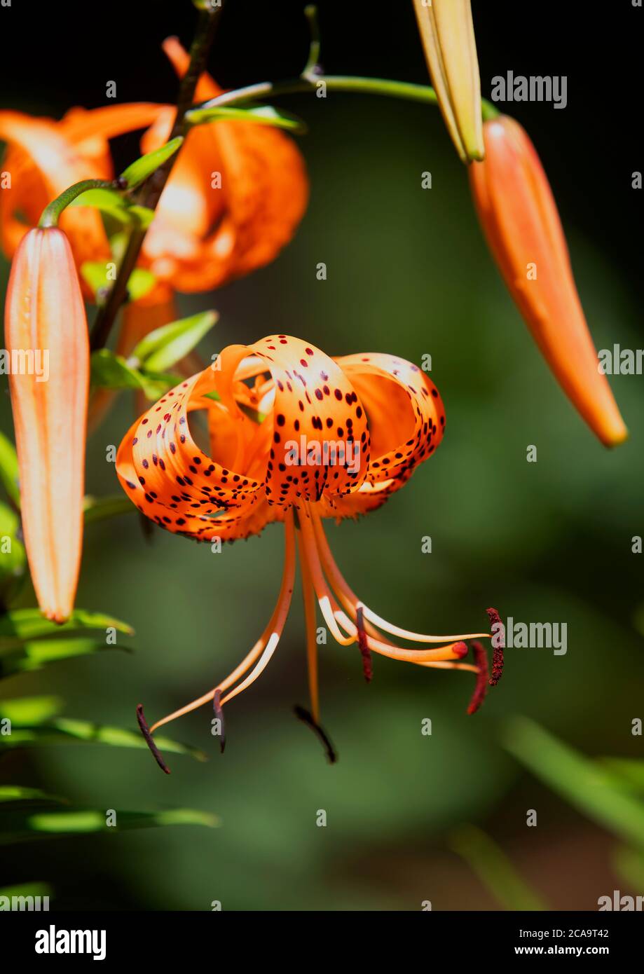 Eine Tiger Lilly (Hemerocallis fulva) ein Mitglied der Day Lilly Familie in voller Blüte Stockfoto