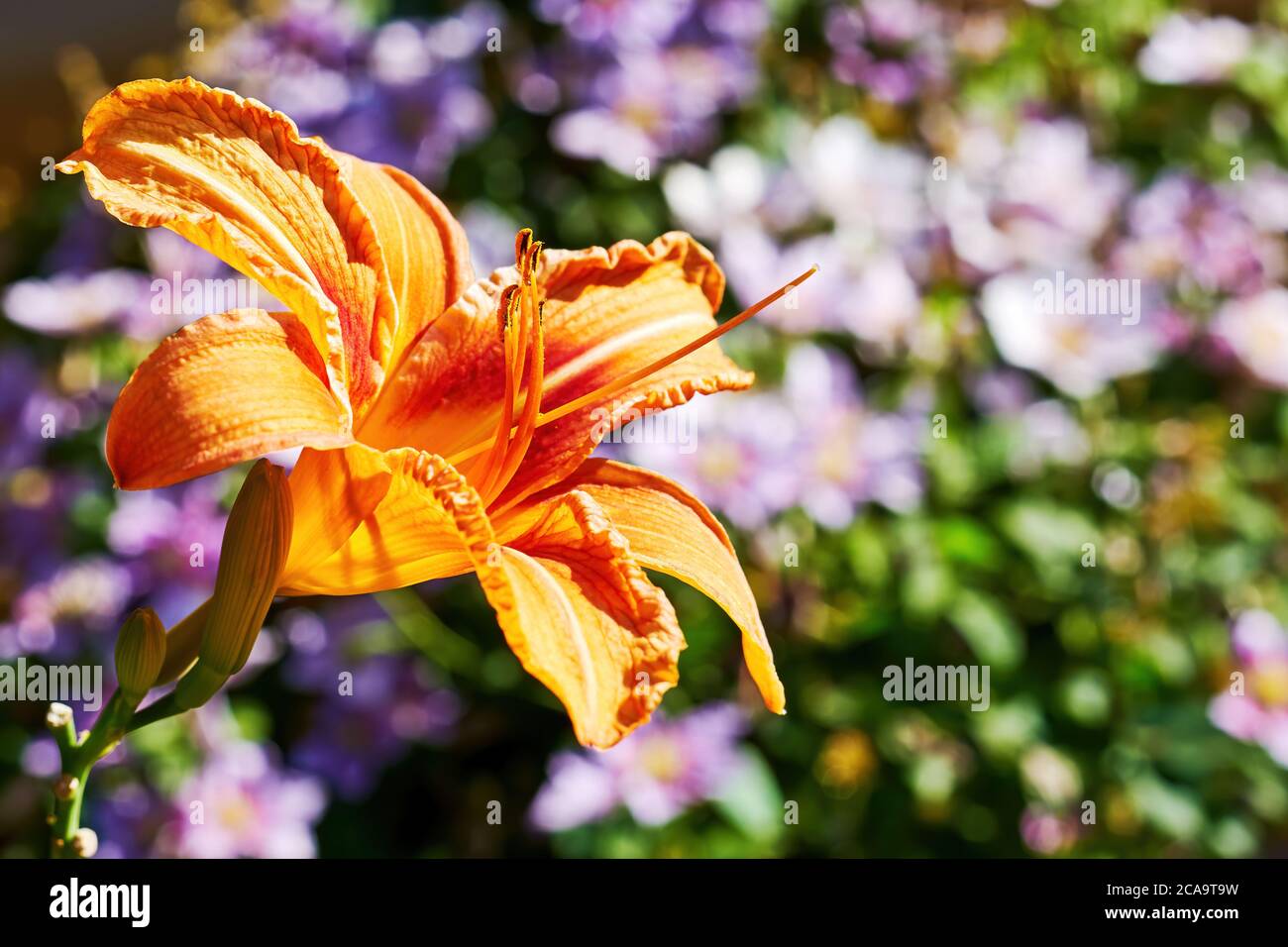 Elegante, üppige orangene Lilie auf dem verschwommenen Gartenhintergrund. Florale Kulissen und Texturen Stockfoto