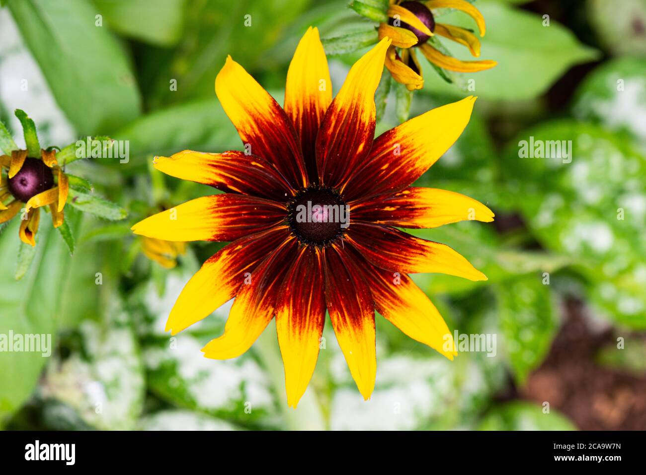 Die Blume einer Rudbeckia hirta 'Rustikale Zwerge gemischt' Stockfoto