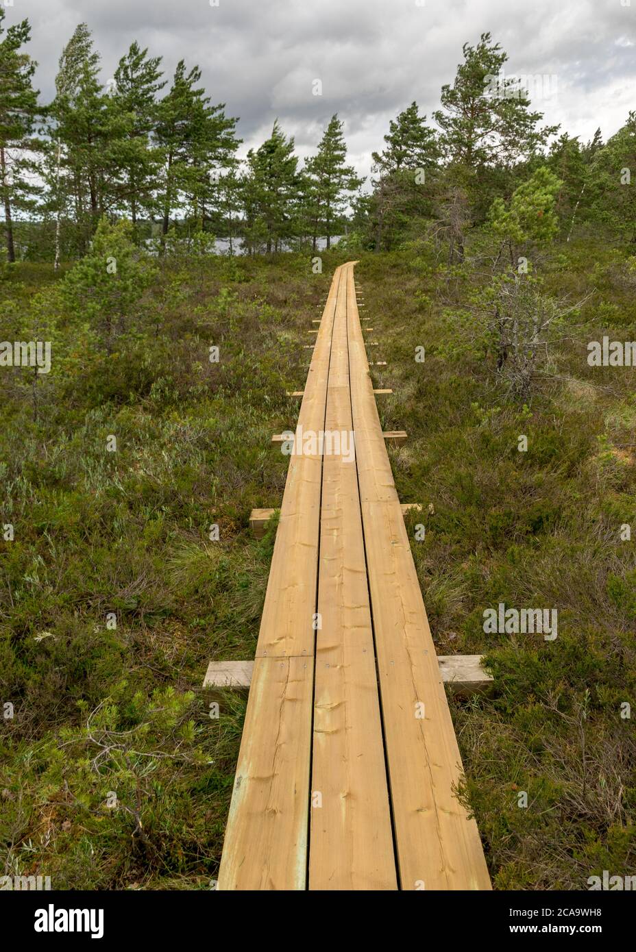 Landschaft mit einer Fußgängerbrücke aus Holz über Sumpfgebiete mit kleinen Kiefern. Moorpflanzen und Teiche, ein typisch westestnisches Moor. Nigula Nature R Stockfoto