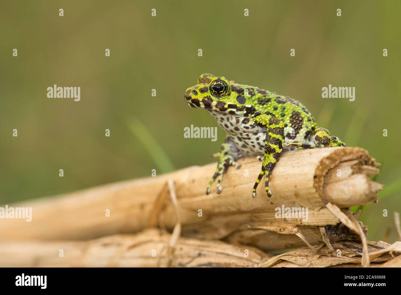 Sehr seltene und neu entdeckte Froschart Hyla Ishikawe Stockfoto