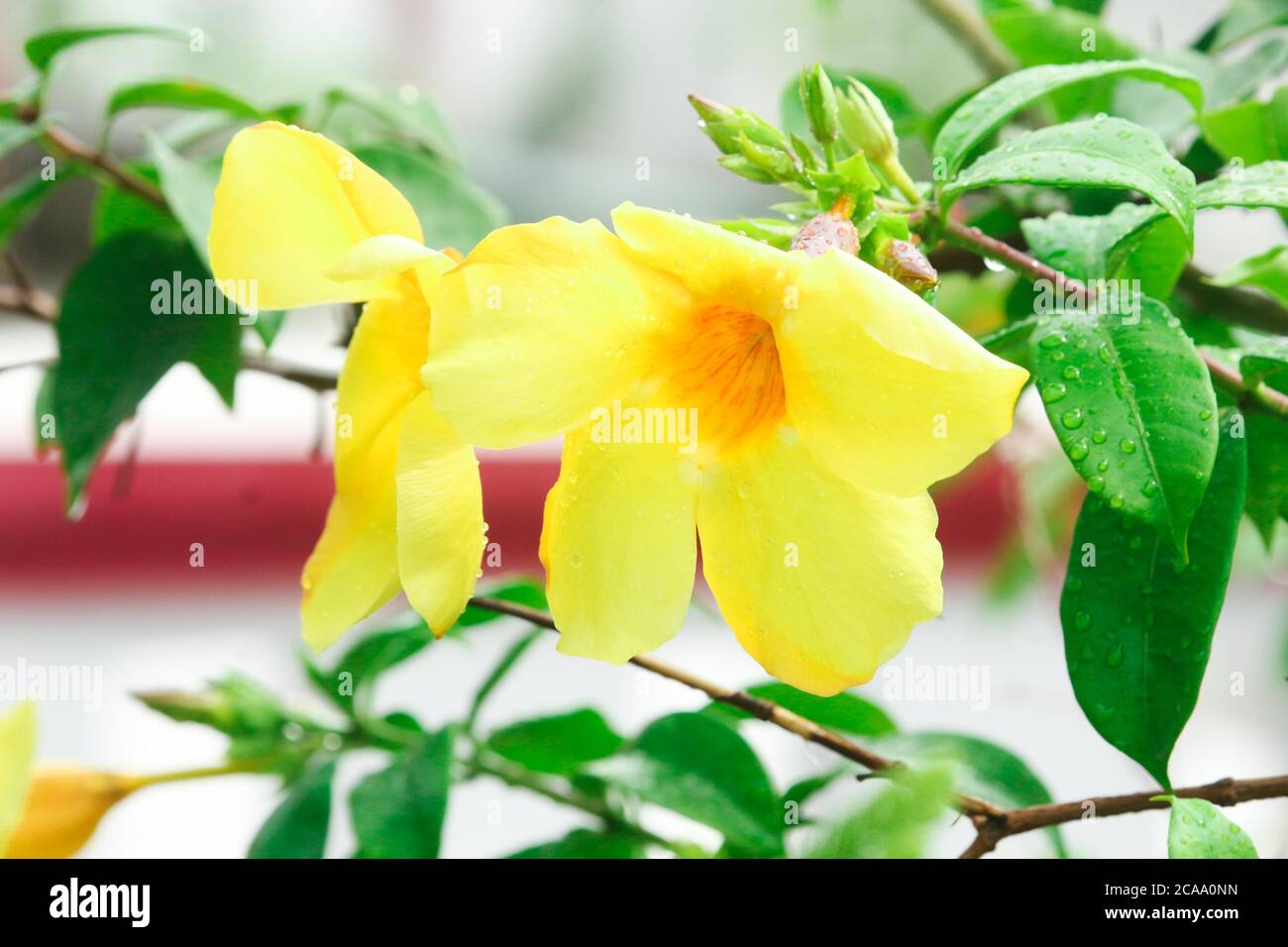 Schöne Allamanda Blumen blühen im Blumengarten. Stockfoto