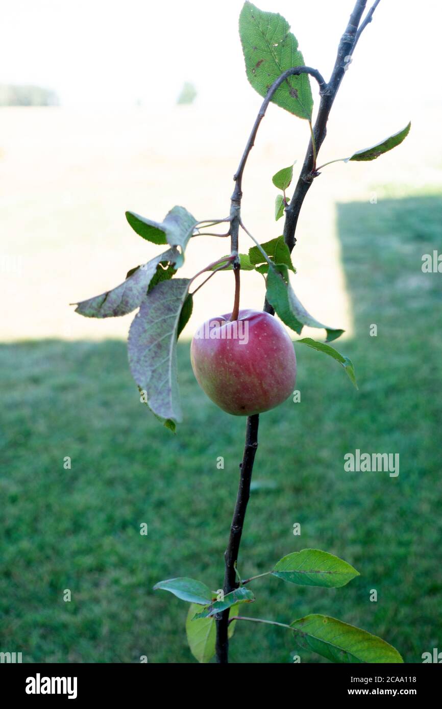 Neu gepflanzte Baum, der aus der Baumschule mit einem Apfel bereits auf sie kam. Zawady Gmina Rzeczyca Polen Stockfoto