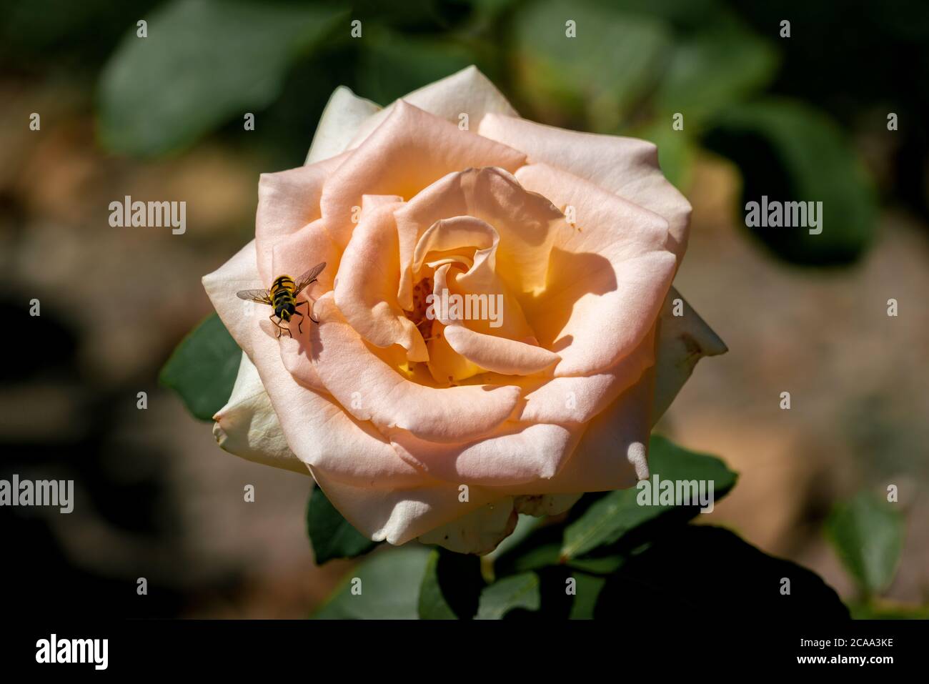 Eine Biene auf einem orangefarbenen 'Osiana' Rosenkopf in strahlendem Sonnenschein Stockfoto