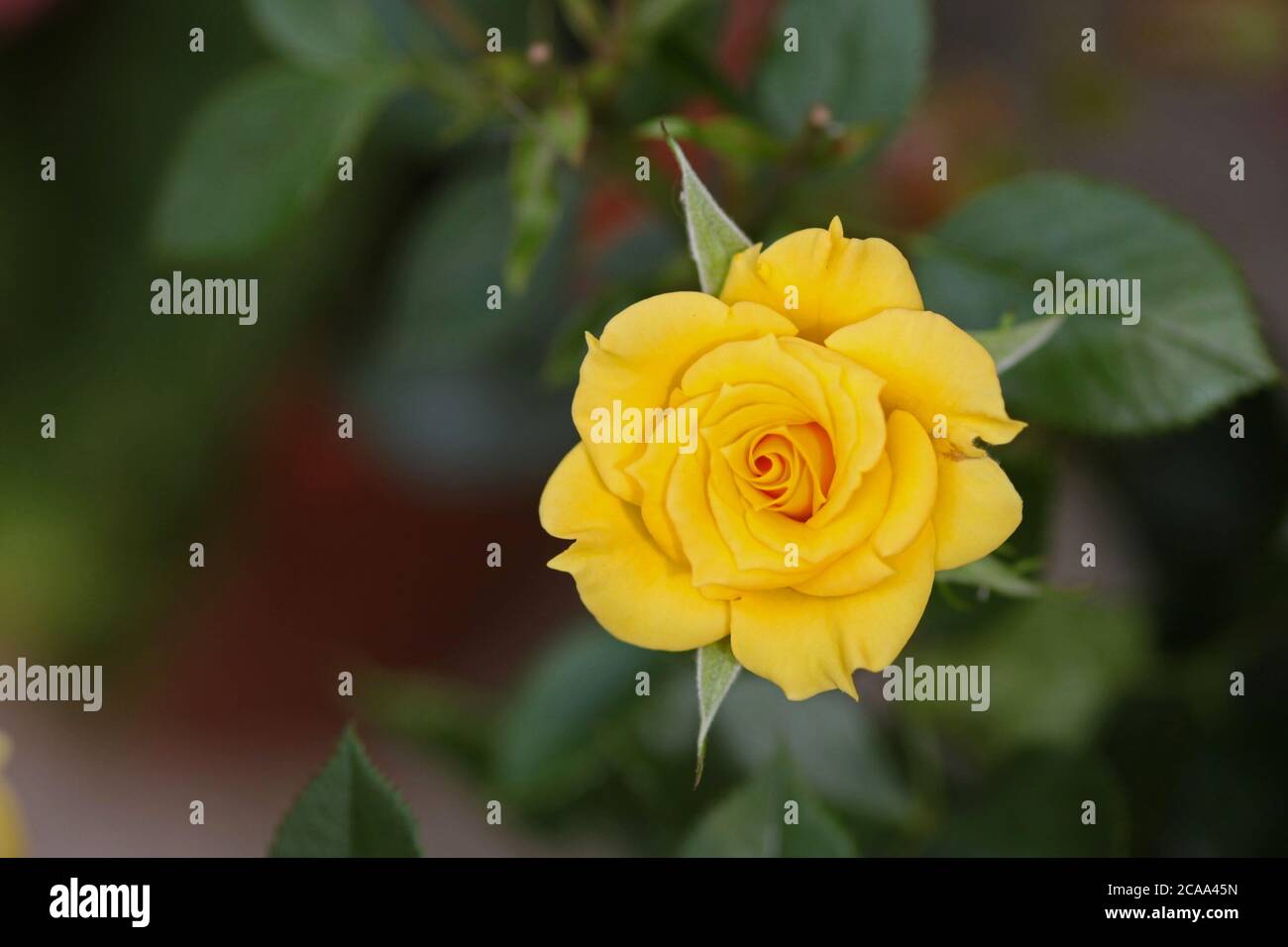 gelbe rose Nahaufnahme Stockfoto