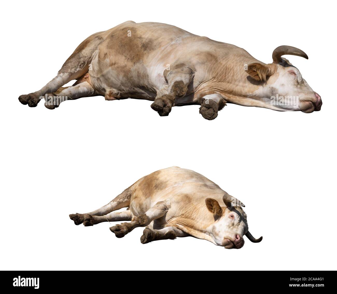 Tot oder schlafender Ochse isoliert auf weißem Hintergrund Stockfoto
