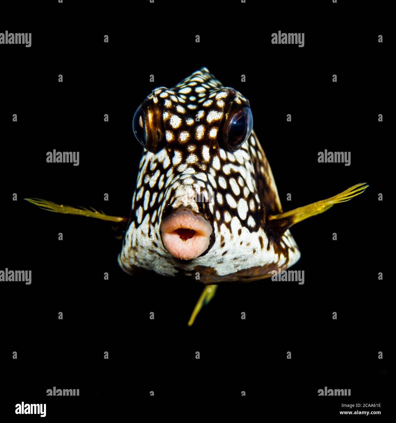 Porträt von glatten Schrottfisch in Schwarzwasser der Karibik / Curacao Stockfoto