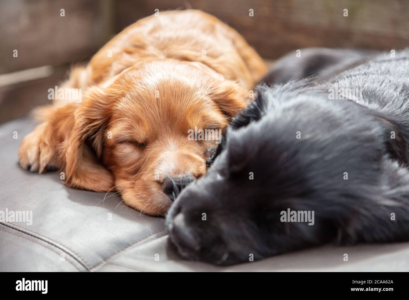 Niedliche schwarze und braune Welpen Hunde schlafen in Sonnenschein auf einem Kissen Stockfoto