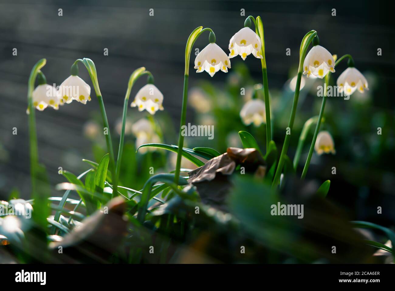 Schneeflocke blüht. Einer der ersten, der im Frühjahr zu sehen ist. Schöne Makro-Aufnahme an warmen und angenehmen Frühlingsabend, das beste Foto. Stockfoto