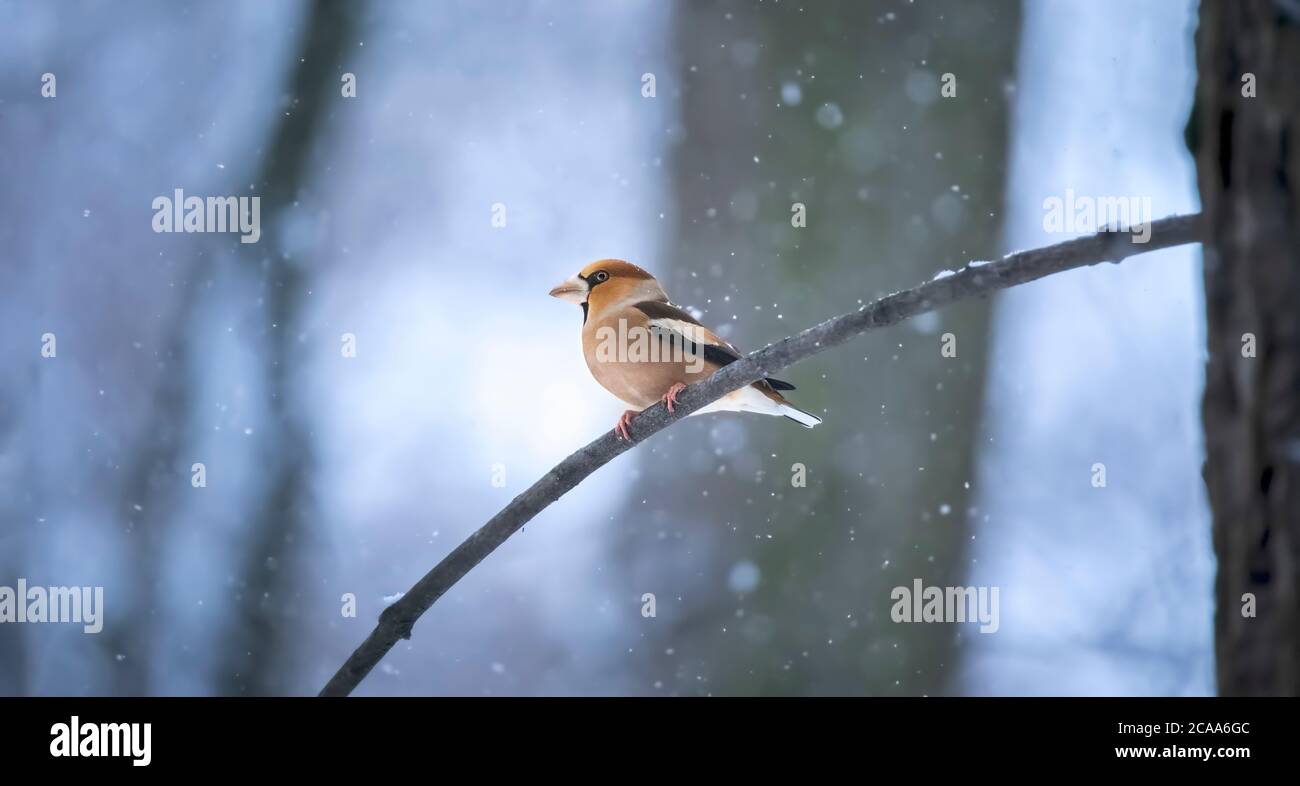 Hawfinch - Coccothraustes Coccothraustes Sitzen auf dem Ast im Winter, das beste Foto. Stockfoto