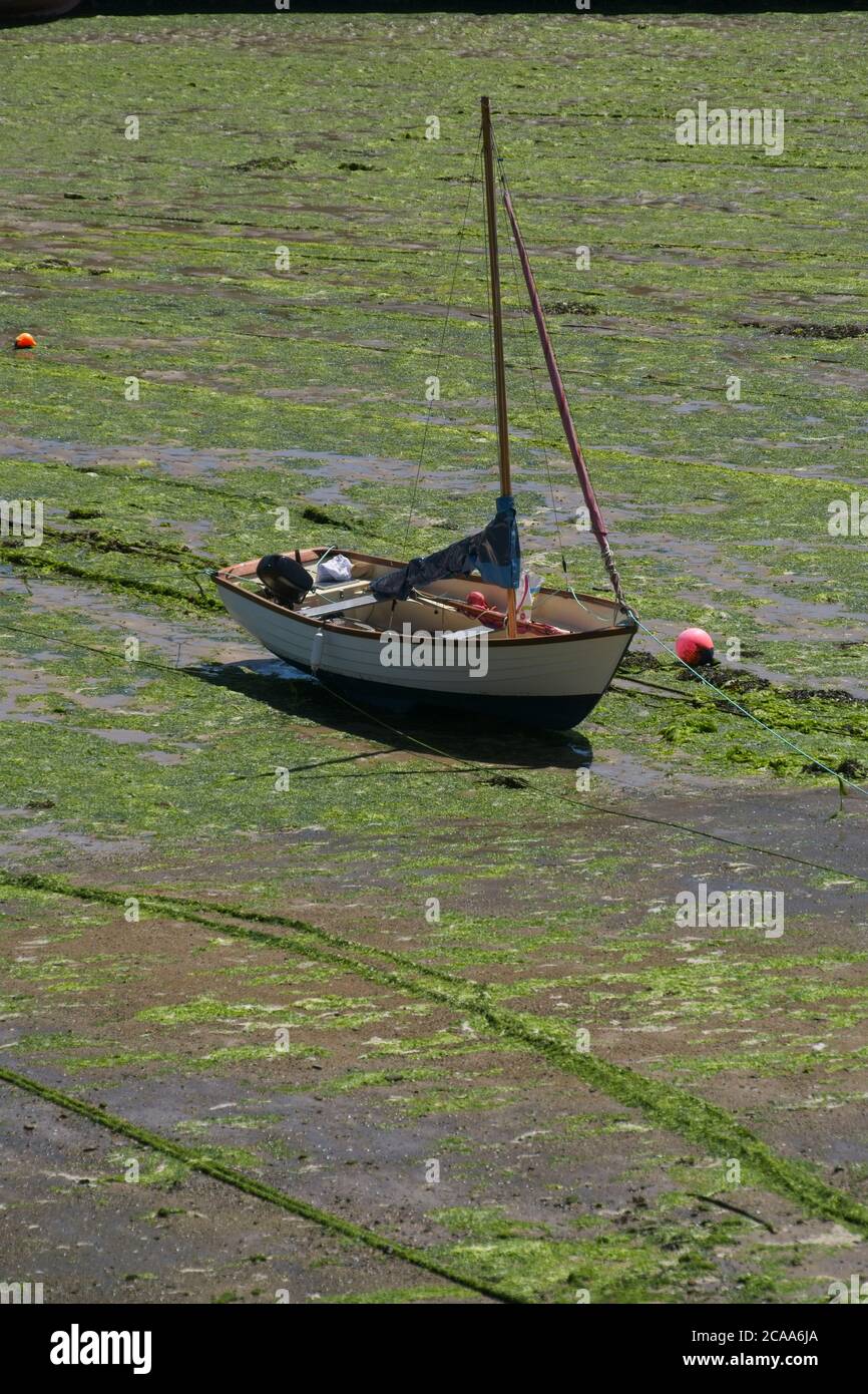 Mousehole Hafen bei Ebbe kleines Boot ausgetrocknet Festmacherseile schräg in der Mitte liegend Meeresbett mit grünen Algen bedeckt. Hochformat Stockfoto