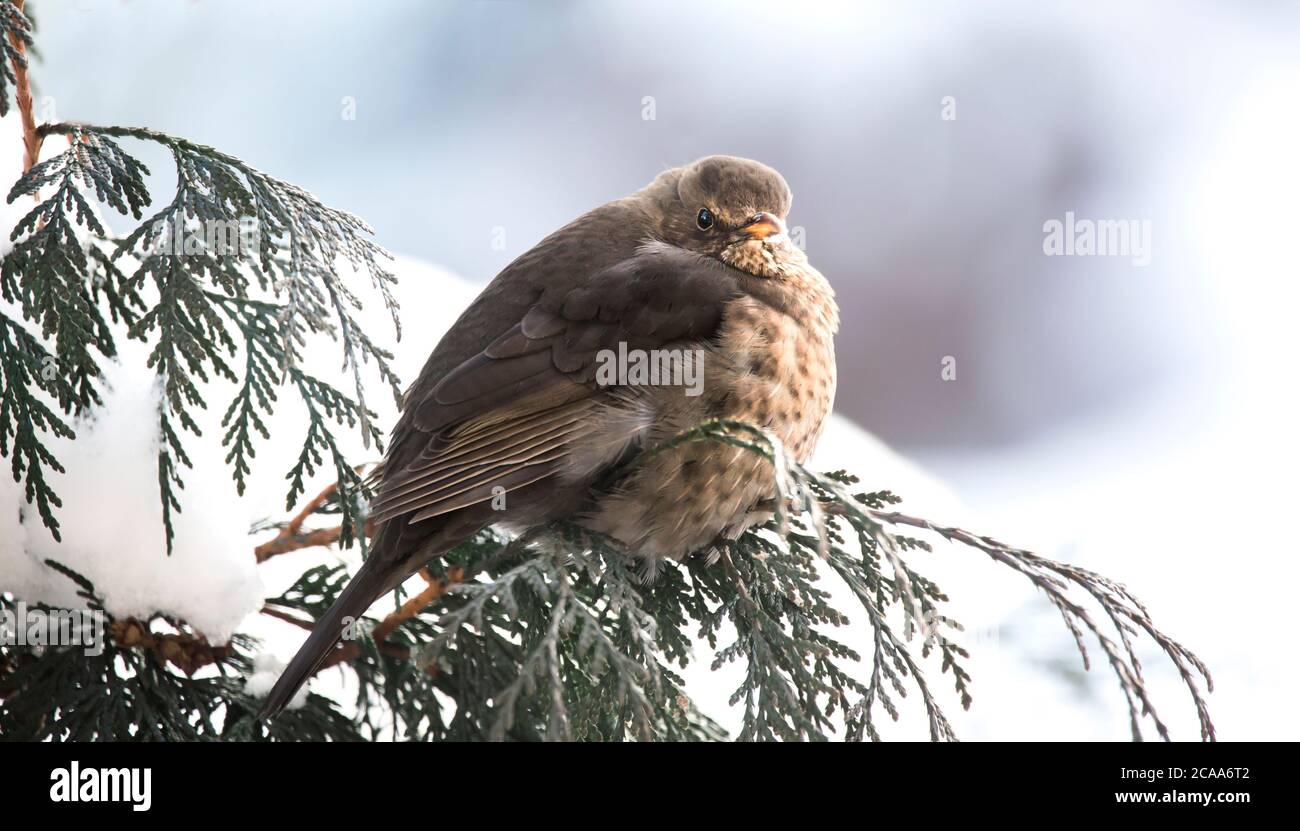 Eurasische Amsel auf Busch mit Schnee, Vogel im Winter, schwarzer Vogel, Vogel und Schnee, das beste Foto. Stockfoto