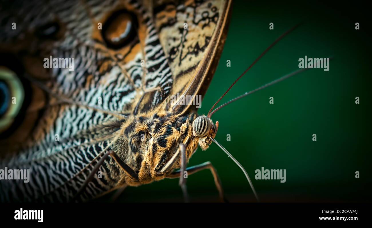 Schmetterling, wunderschöne Schmetterling sitzt auf einem Blatt, Ruhe, schöne Farben, elegante und zarte Kreatur, das beste Foto, Detail. Stockfoto