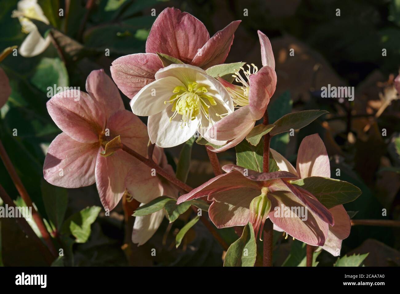 Helleborus hgc merlin Fotos und Bildmaterial in hoher Auflösung Alamy